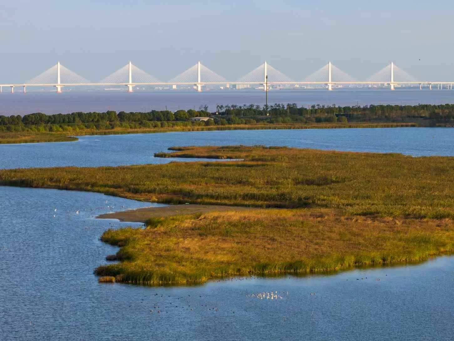杭州钱塘大湾区湿地公园 (2).png