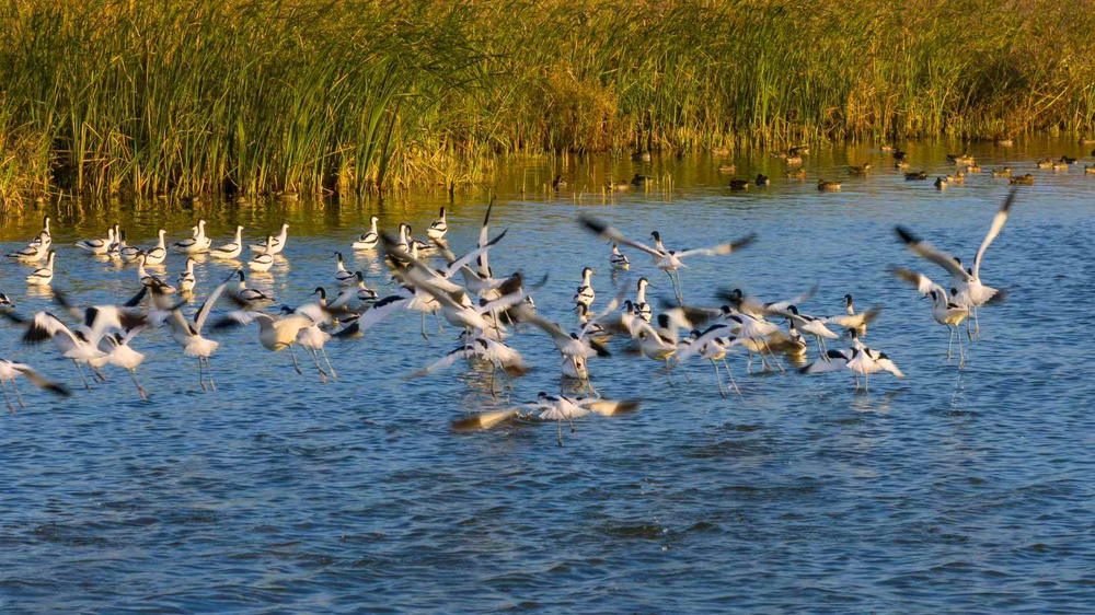 杭州钱塘大湾区湿地公园 (3).png